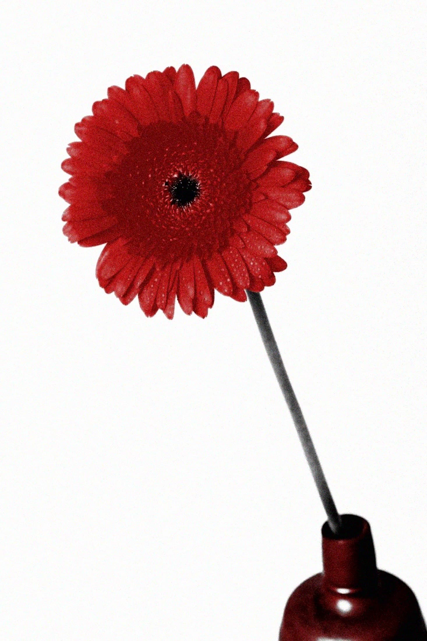 A single red flower in a red vase on white