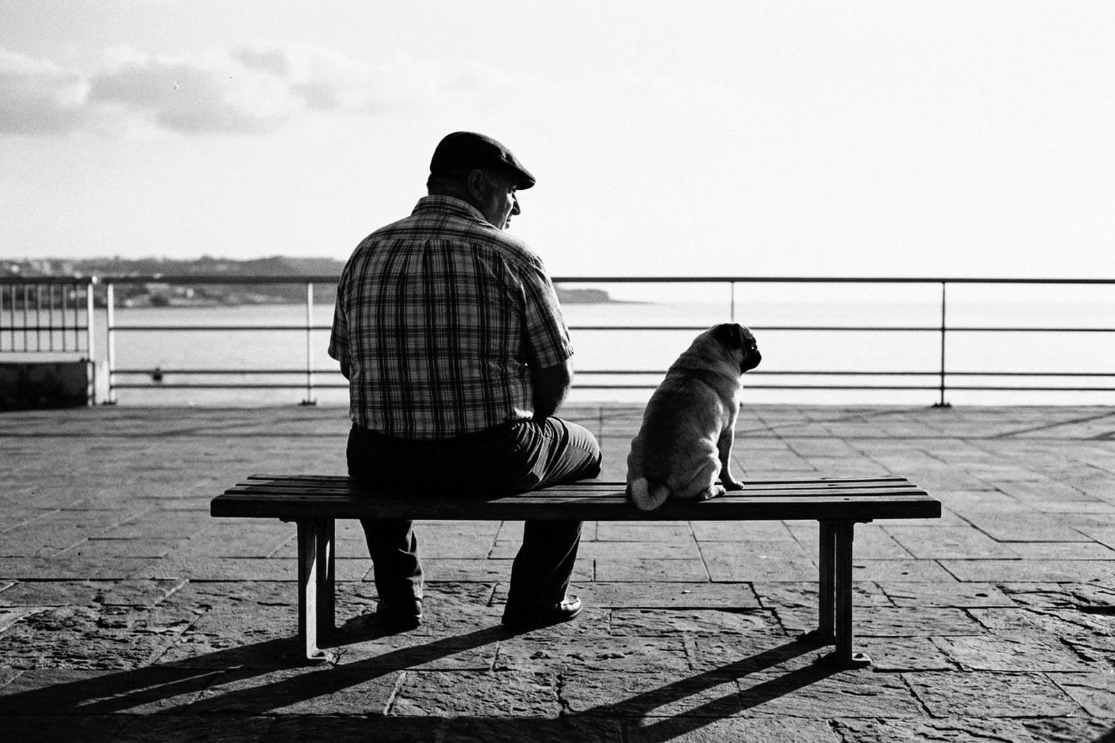 A man in a flat cap and a pug sitting on a seafront bench, both seen from behind, looking the same way out to sea