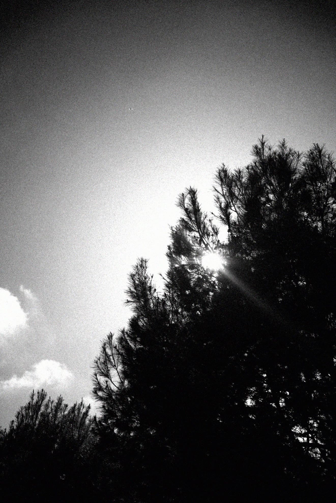 Sun breaking through the edge of a tree